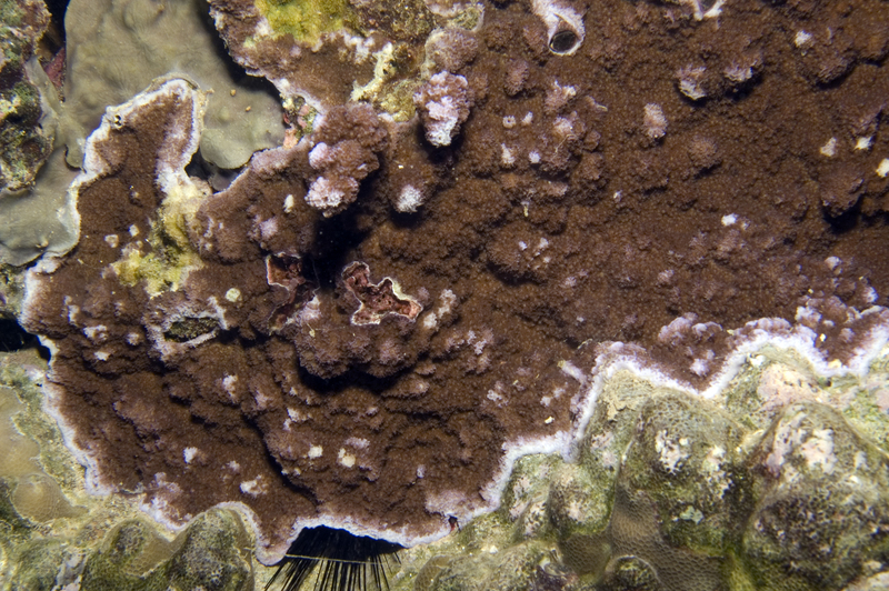 Montipora floweri